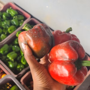 Bell pepper