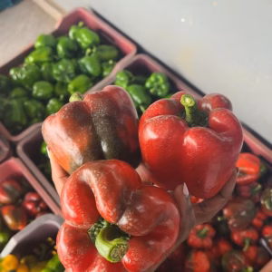 Bell pepper