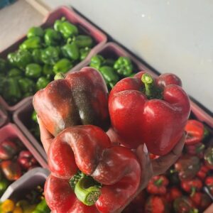 Bell pepper