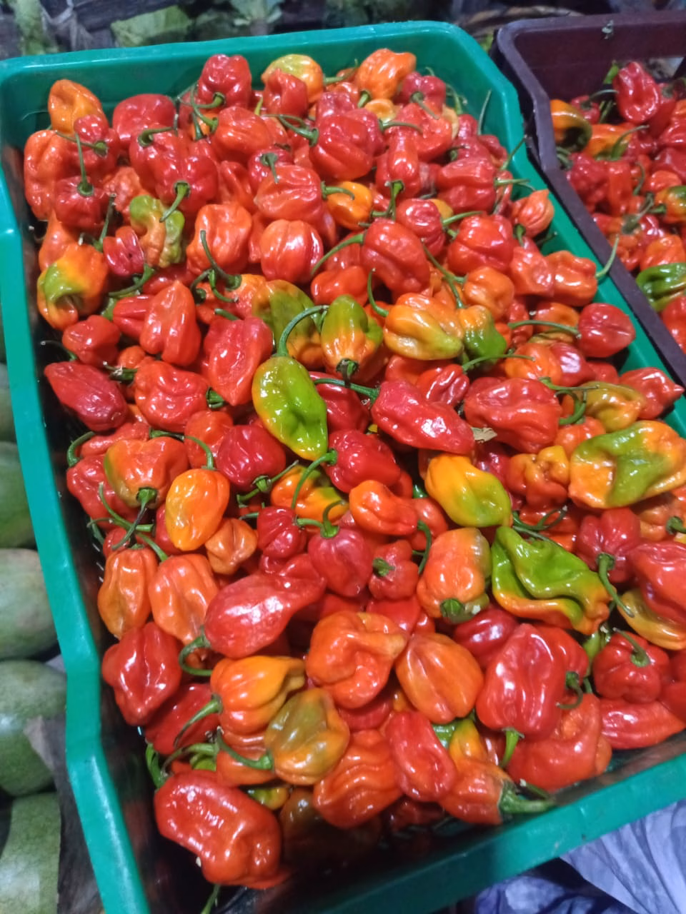 Habanero and super habanero - Image 5