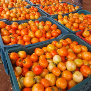 Tomatoes