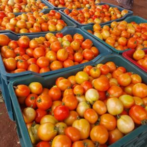 Tomatoes