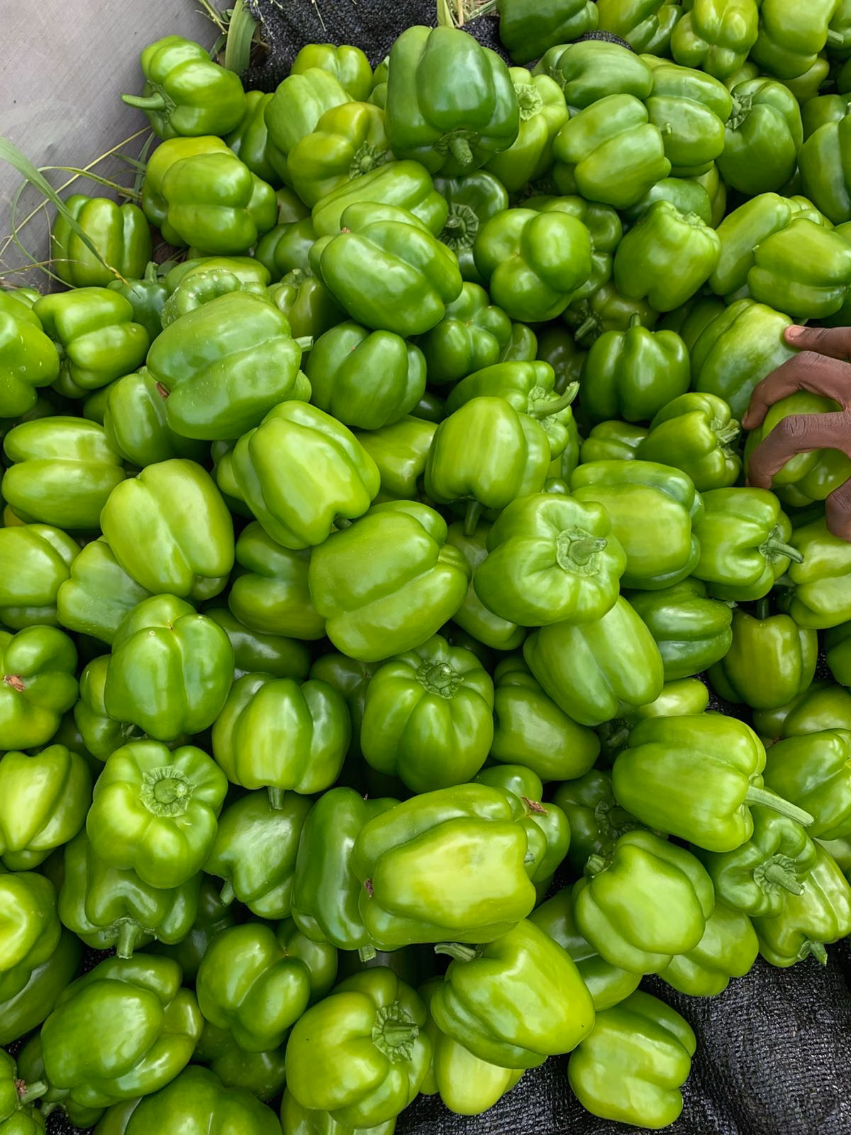 Habanero and super habanero - Image 4