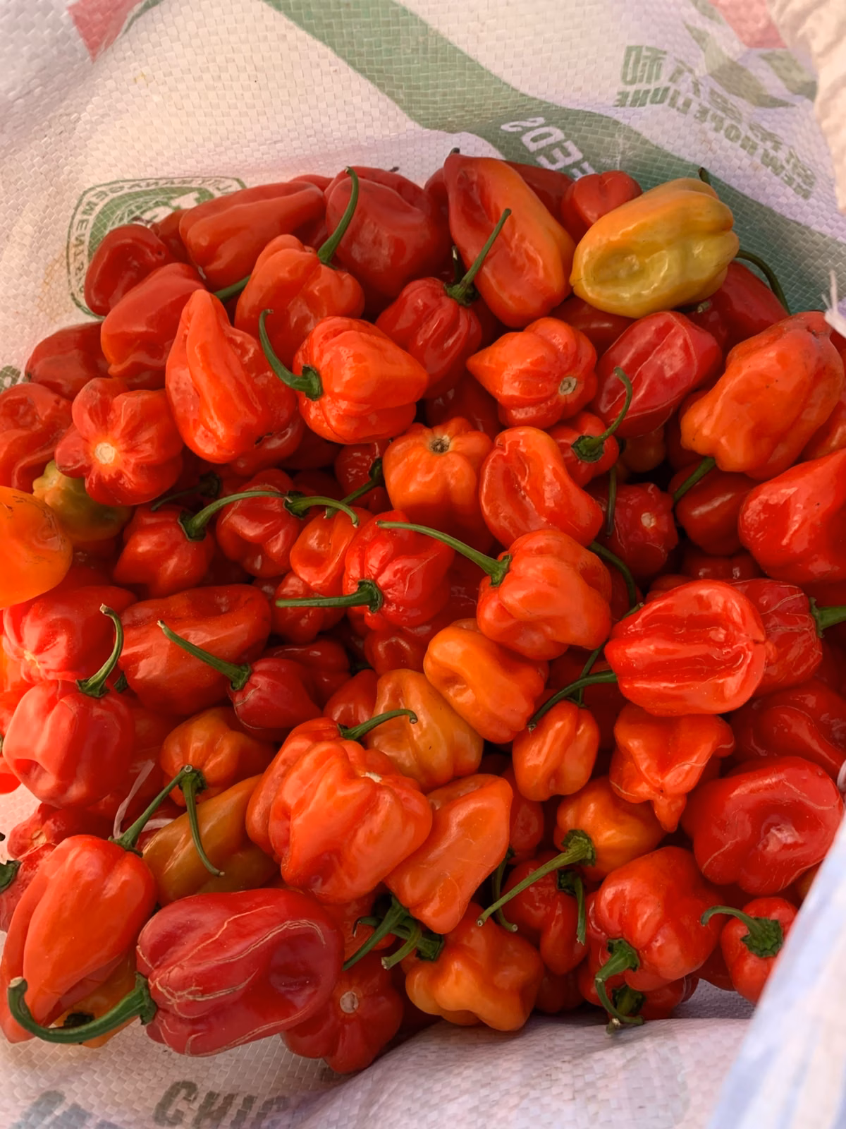 Habanero and super habanero - Image 3