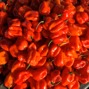 Habanero and super habanero