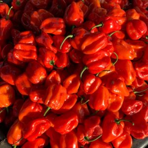 Habanero and super habanero