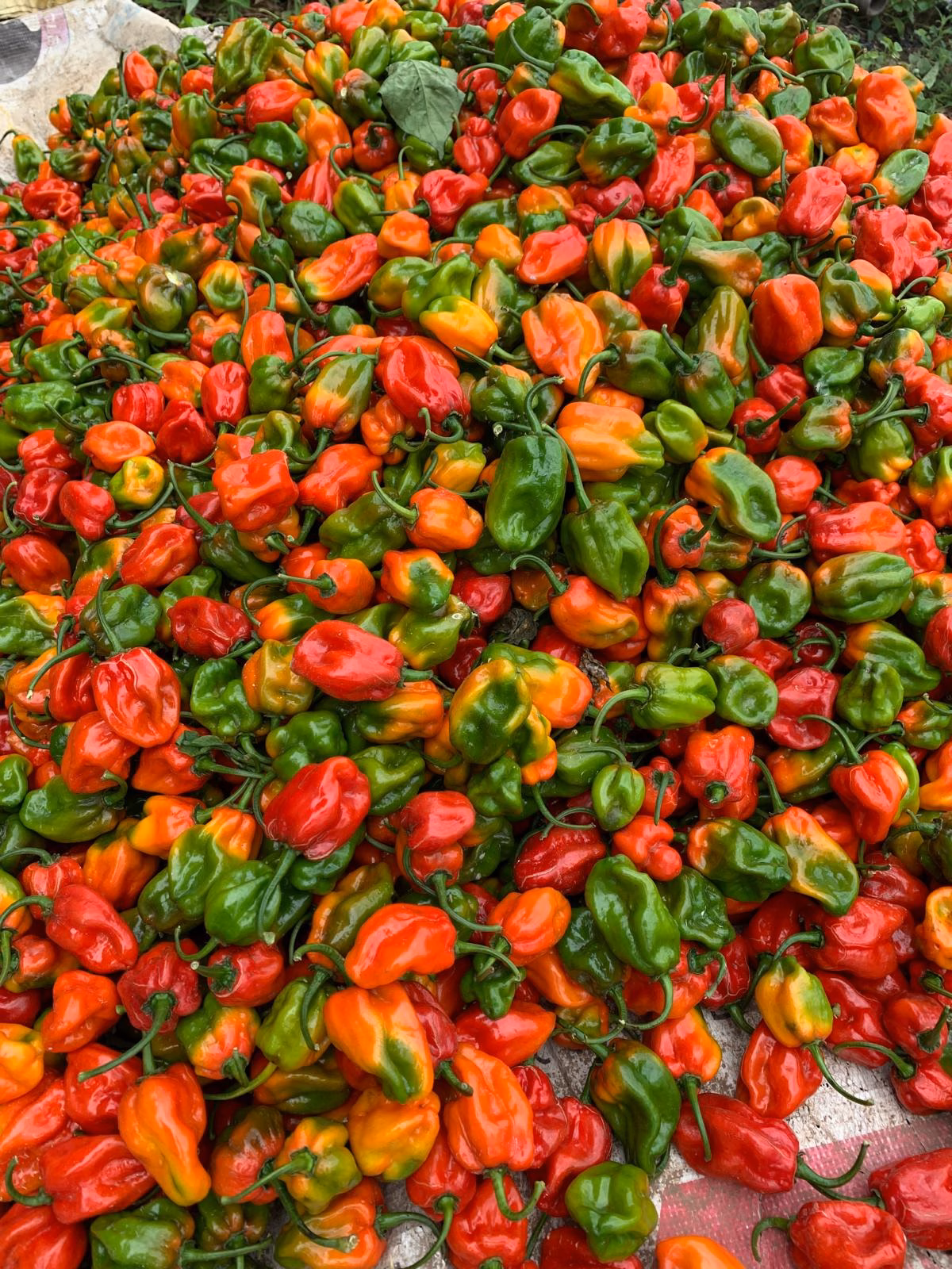 Habanero and super habanero - Image 2