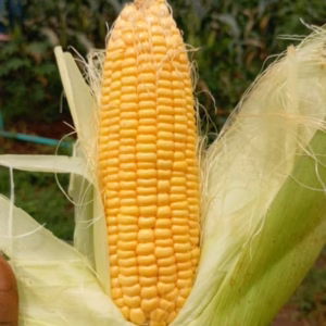 Sweet corn