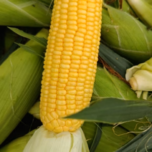 Sweet corn