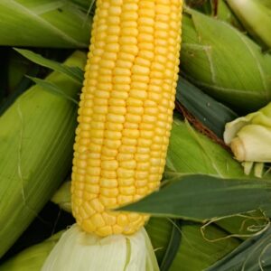 Sweet corn