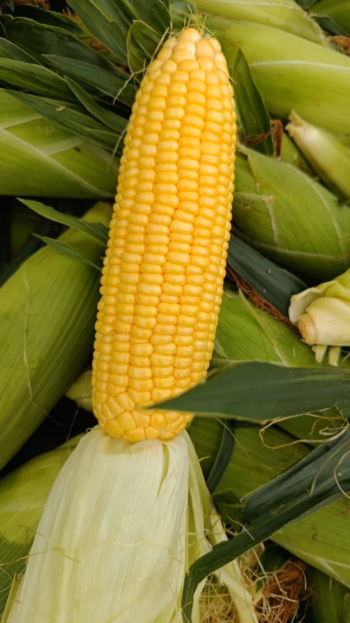 Sweet corn
