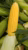 Sweet corn